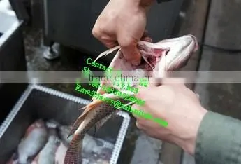 Fish Killer/fish Kill Machine/fish Viscera Removal Machine photo-5