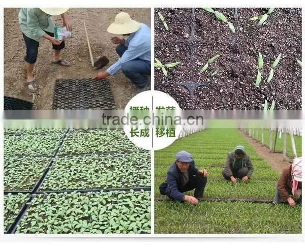 China Good Supplier Trade Assurance 353 Rice Seedling Tray photo-4