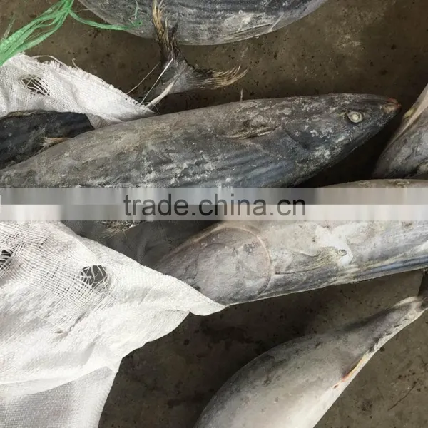 Seafrozen Sarda Sarda 1.5kg + photo-4