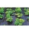 Sell Ground Cover / Weed-Control Mat