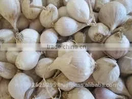 GARLIC/NICE GARLIC/NATURAL GARLIC/FRESH GARLIC photo-3