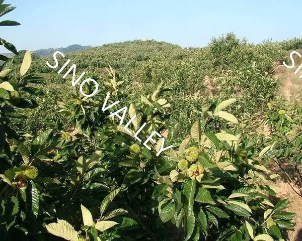 Bulk Fresh Raw Taishan Chestnuts Wholesale Leading China Exporter to Thailand Vietnam Organic Non-GMO Supplier Ecological Agriculture Japan Korea photo-4