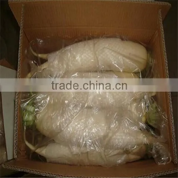 New Crop Fresh Radish From Shandong photo-5