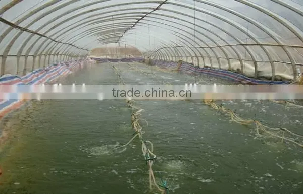 the Most Simple Fish Farming System in the Greenhouse