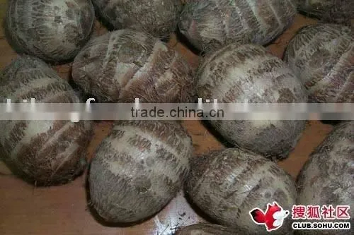 Fresh Taro