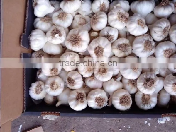 High Quality Garlic White Garlic With Good Packing photo-2