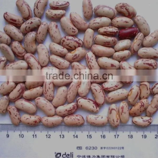 China New Crop Good Quality Light Speckled Pinto Kidney Bean