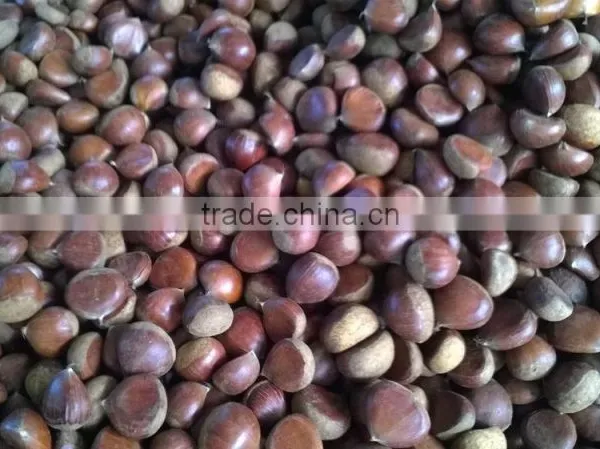 Fresh Chestnuts of 2016 photo-2