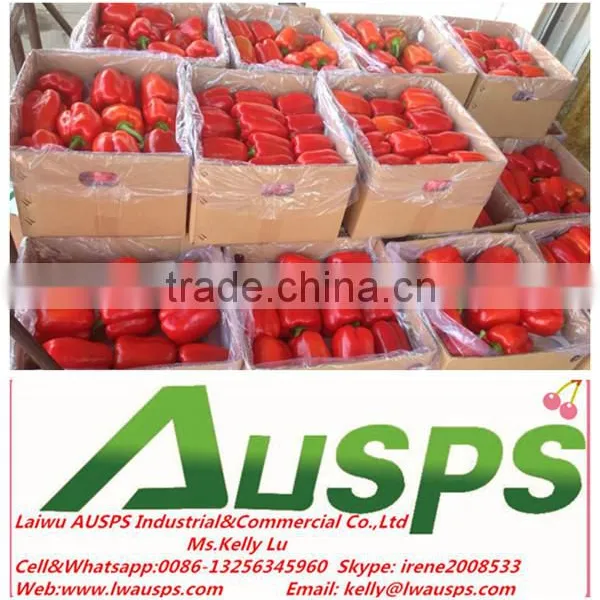 New Crop Fresh Big Red Capsicum for Sale photo-3