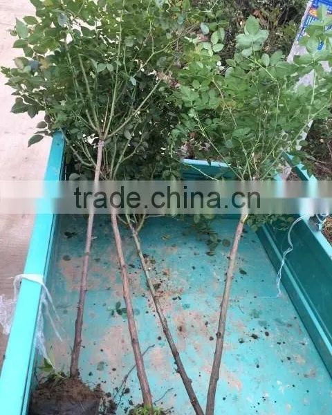 4-5 Years 80-120cm Blooming Roses Seedlings With Straight Trunk photo-2