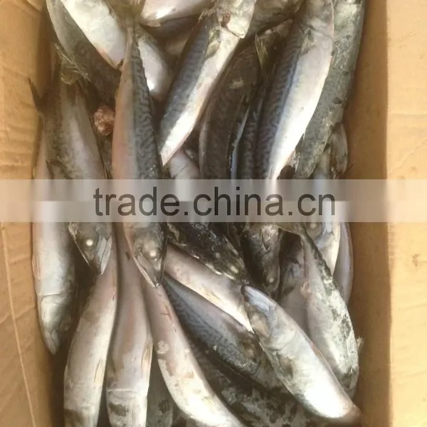 Sea Frozen Pacific Mackerel photo-2