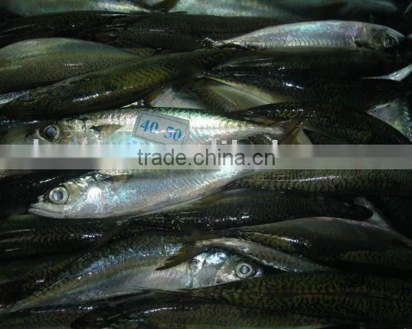 Frozen Pacificus Mackerel photo-5