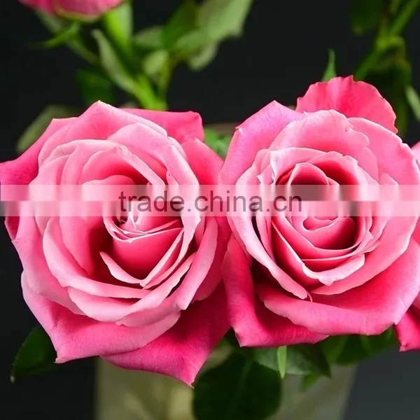 Beautiful Natural Fresh Cut Roses Flower 60-80CM Long Stem From Yunnan,China photo-5
