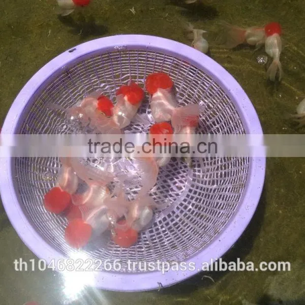 Live Tropical Gold Fish photo-6