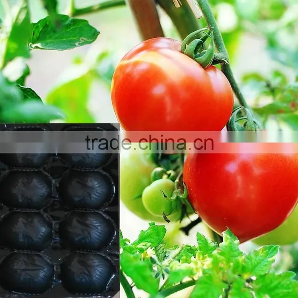 High Quality SGS Certificate PP Apple Tray photo-5