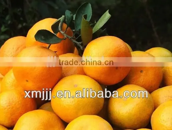 Citrus Fruits Orange Export Company photo-5