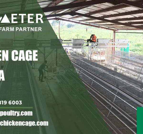 Zambia Layer Battery Chicken Cage System for Sale