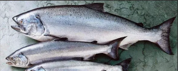 Salmon Fish Processing Line Production Line Salmon Killing Taper Machine photo-5