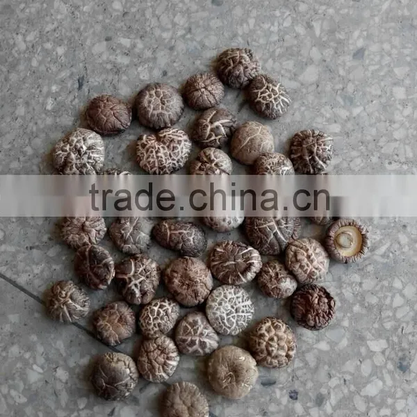 Edilble Dried Tea Flower Mushroom Growing in Autumn photo-3
