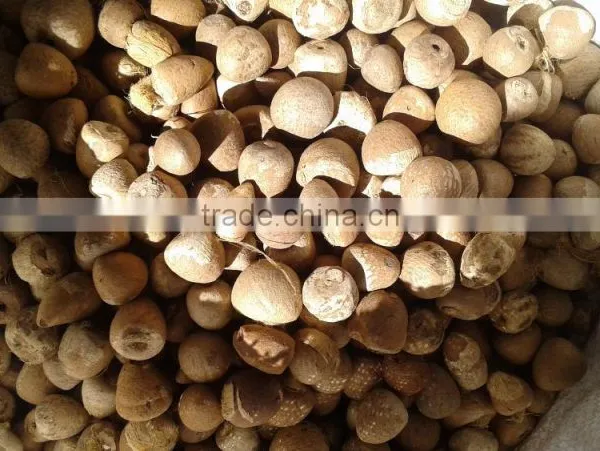 Betel Nuts