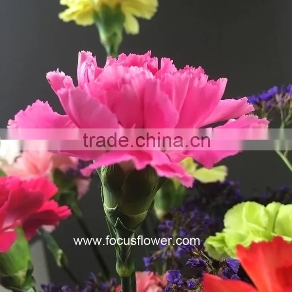 Fresh Cut Flower Buyer Purple Carnation Flower Arrangement From Kunming Superbly Carnation Flowers photo-5