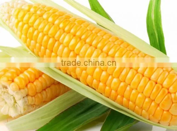 Frozen Corn Boiled High Quality From Vietnam