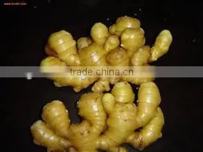 New Harvest,Top Quality Natural Ginger photo-4