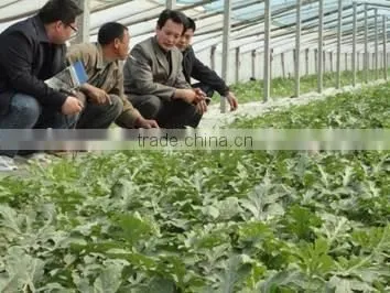 Biological Organic Agro Fertilizer / Base Fertilizer photo-6