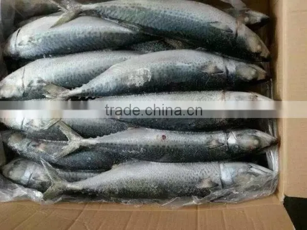 Pacific Mackerel photo-4