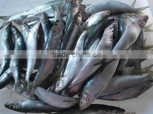 Good Quality Frozen Sardines 6-7pcs/kg photo-3
