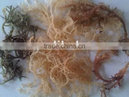 Sell Spinosum Seaweeds With Good Price and Quality.