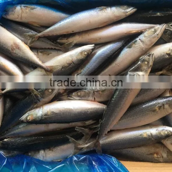BQF Fresh New Caught Size 200-300 Sea Frozen Pacific Mackerel photo-5