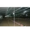 Automatic Poultry Farm Equipment