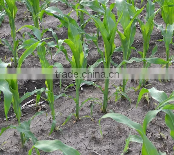 New Agricultural Machines Names and Uses Hand Push Corn Seeder photo-4