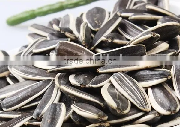 New Crop Chinese Sunflower Seed 5009/3638/0409 270-280grains/50g in Shell photo-2