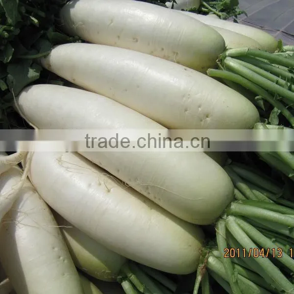 2016 New Crop Fresh White Raddish Wholesale