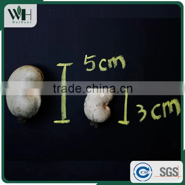 Hot Sale Vietnam Dry Cashew photo-3