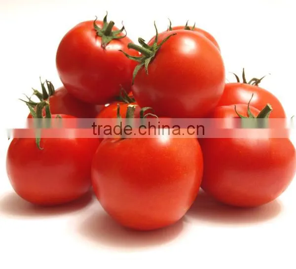 Fresh Tomato photo-2