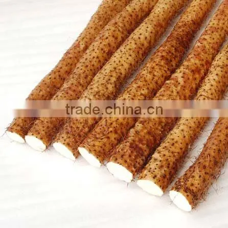Natural Shan Yao Organic Food Grade Chinese Yam Rhizome Powder photo-2