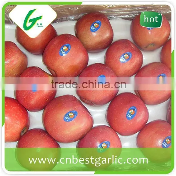 Honey Red Fuji Apples in Big Sizes photo-3
