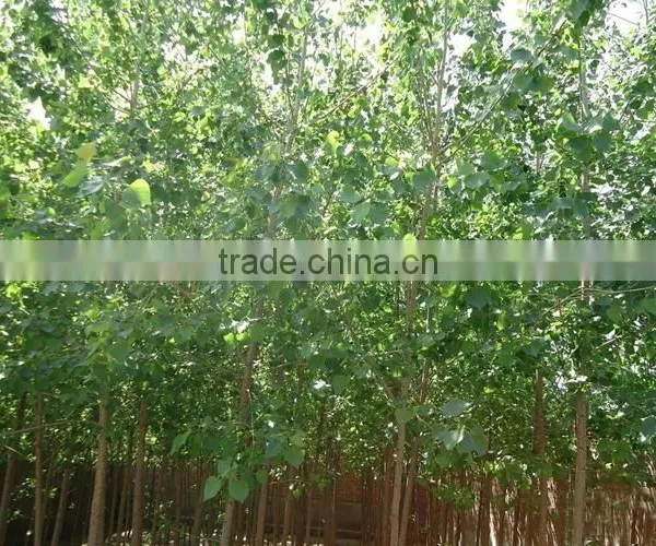 Silverleaf Poplar Seedling photo-4