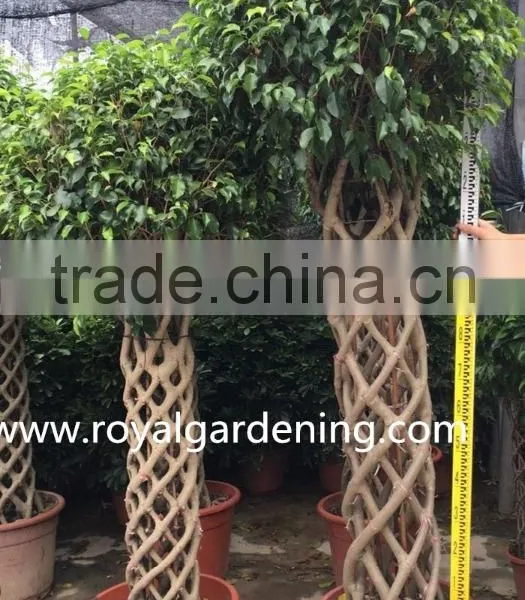Ficus Cage Ficus Benjamina High 110-200cm photo-4