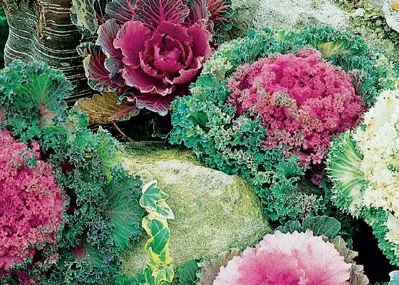 40-60cm Decoration Indoor House Plants Eco-Friendly Foliage Plants