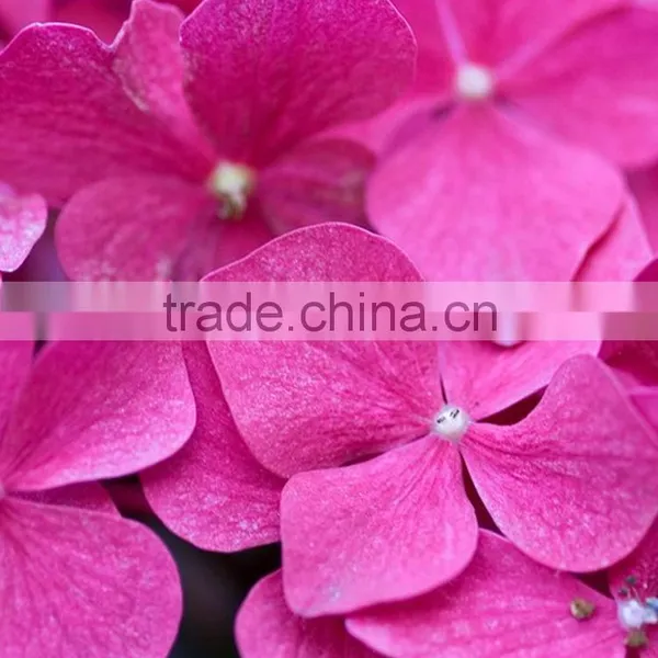 Super Quality Hot Sell Classical Orange Brown Hydrangea photo-4