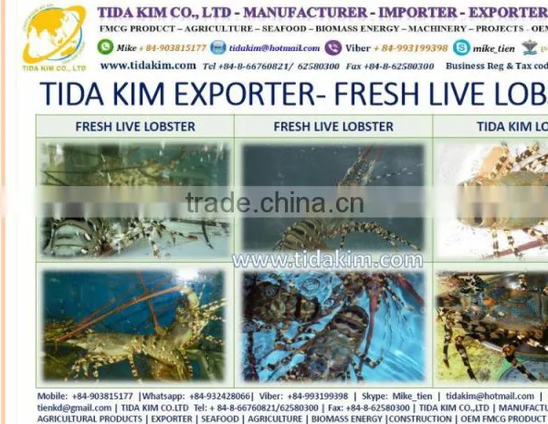 ITOYORI SURIMI MIXED KINTOKIDAI TIDA KIM FRESH FROZEN LOBSTER SHRIMP FISH WHOLE BABY OCTOPUS SURIMI VIETNAM MANUFACTURER ALIVE photo-2