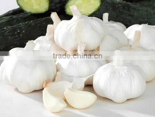 2016FRESH GARLIC photo-4