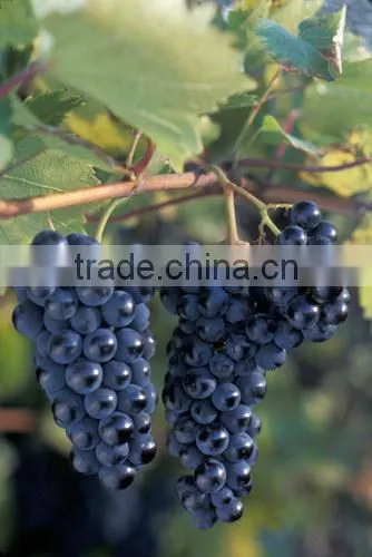 (20 Years Shanghai Factory) Hot Selling , New Arrival, Floriculture HDPE Vineyard Net on Semillon Vine , 33 GSM / 20101-33 photo-5