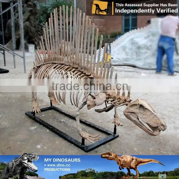MY Dino-C077 Life Size Dog Skeleton for Decoration photo-5