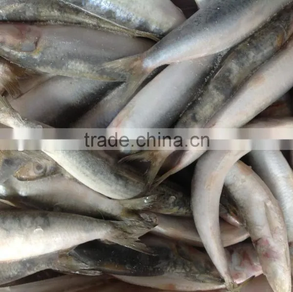 Frozen Food WR Sardine Fish 8-10pcs/kg for Canning photo-4