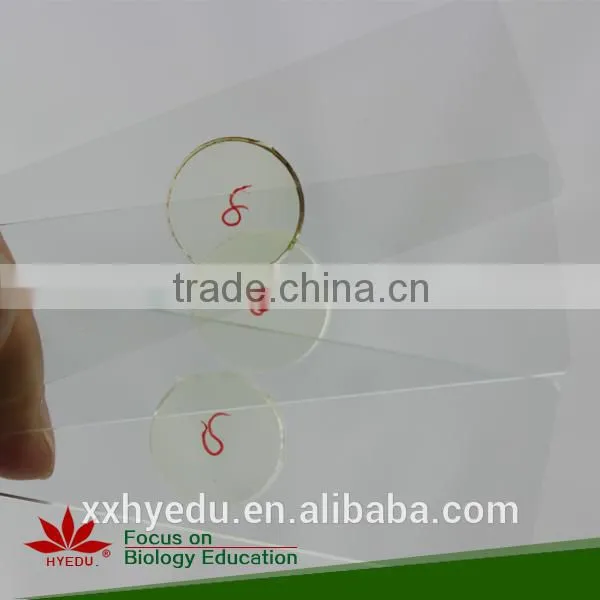 Lab Prepared Slides , Glass Prepared Slides,science Prepared Slides photo-4